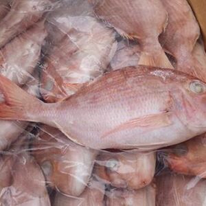 Frozen Red Snapers Fish (300-500) 1/2 Box